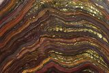 Tiger Iron Stromatolite Stand Up - Billion Years #354885-2